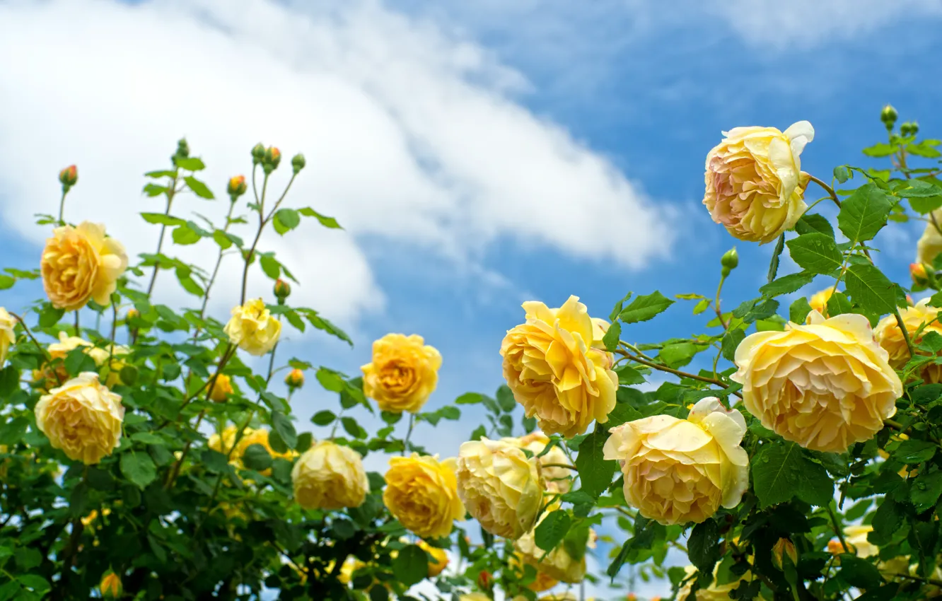 Фото обои небо, розы, кусты, жёлтые розы