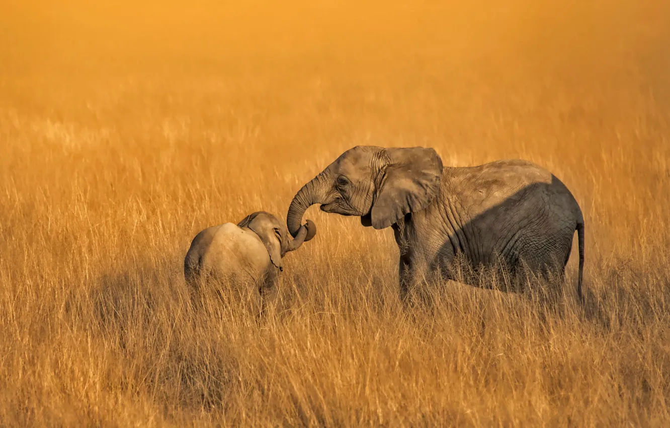 Фото обои семья, слоны, Амбосели, Кения, Национальный парк