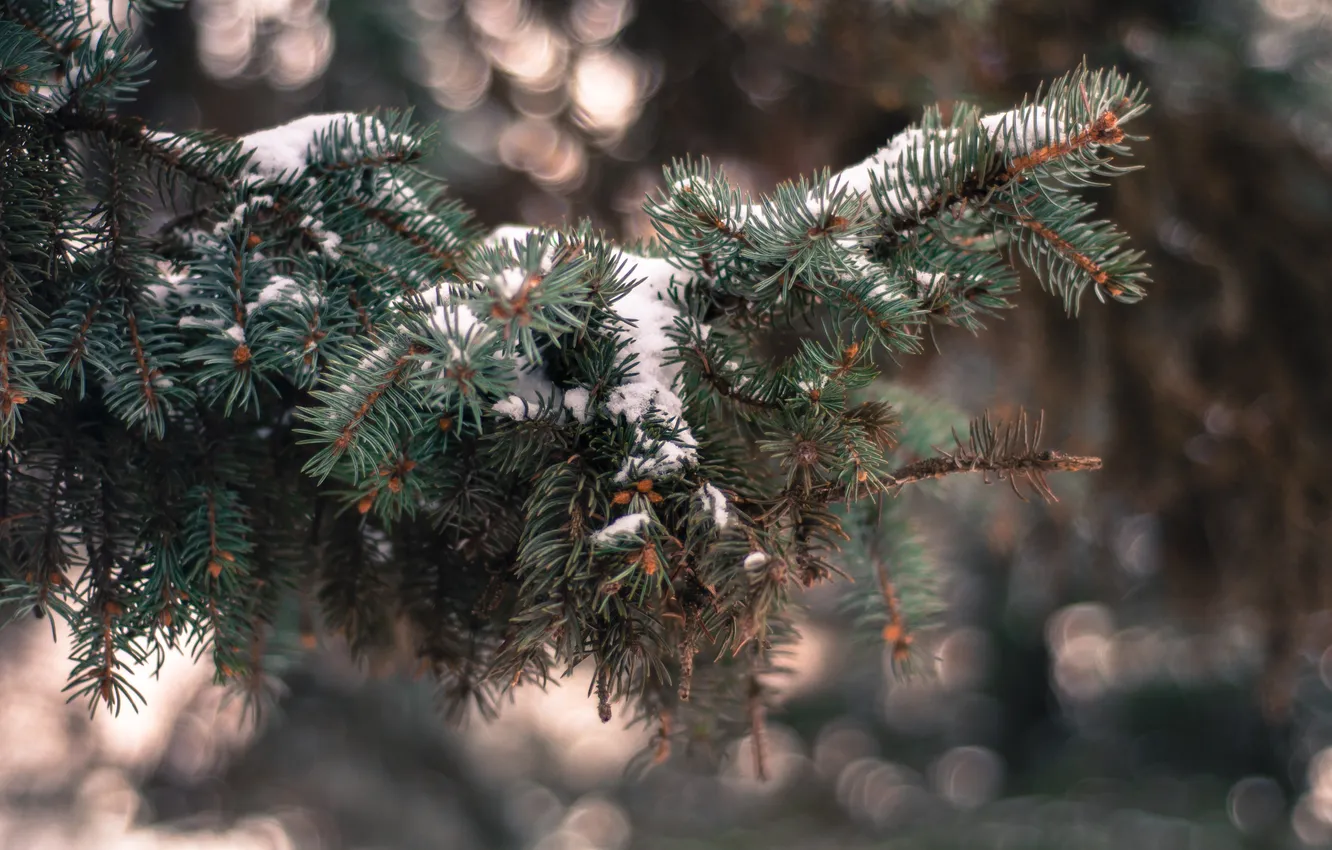 Фото обои зима, снег, иголки, ветки, елка