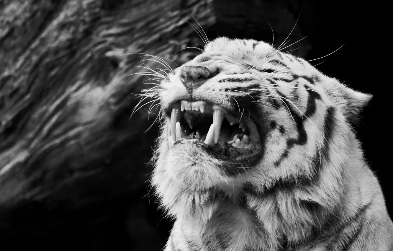 Фото обои морда, злость, чёрно-белое, ярость, клыки, оскал, белый тигр