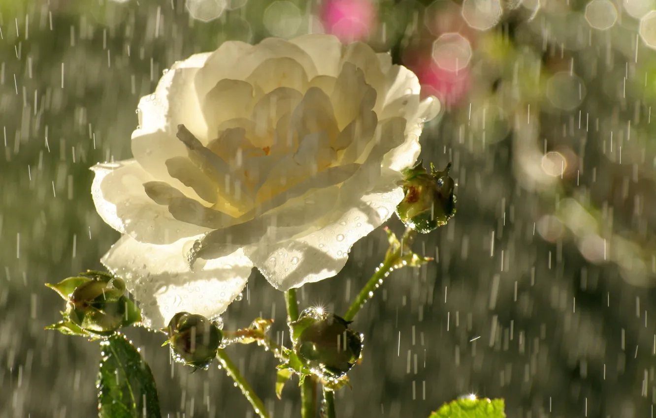 Фото обои цветок, капли, блики, дождь, роза, лепестки, бутоны, чайная