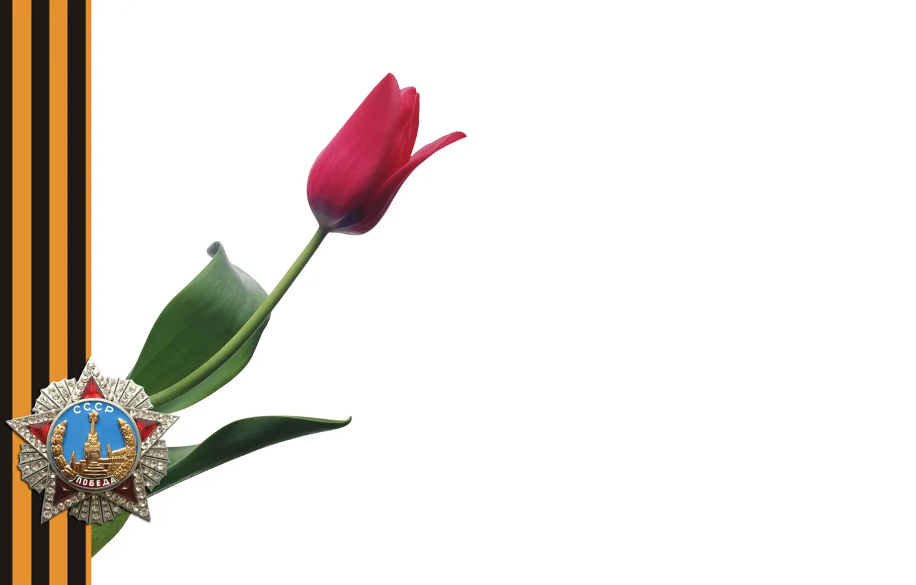 Фото обои тюльпан, орден, георгиевская ленточка, день Победы
