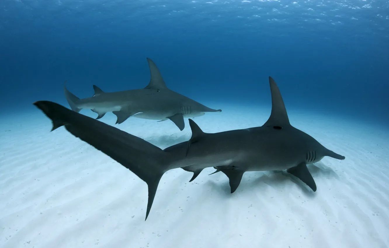 Фото обои море, рыбы, Great Hammerhead Shark