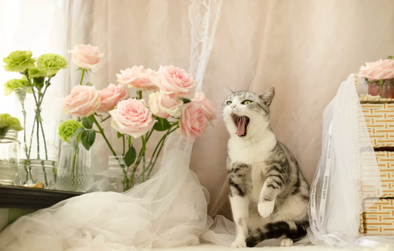 Фото обои язык, кошка, кот, взгляд, цветы, поза, комната, розы