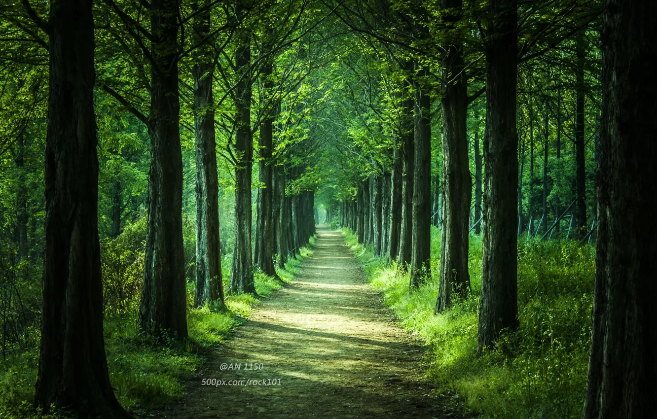 Фото обои дорога, лес, деревья, природа, парк