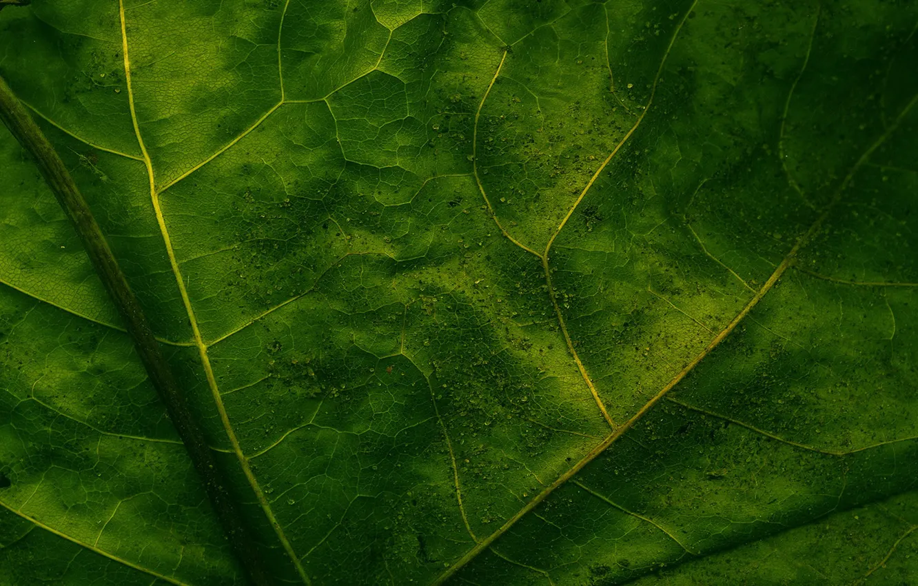 Фото обои макро, лист, зелёный, прожилки