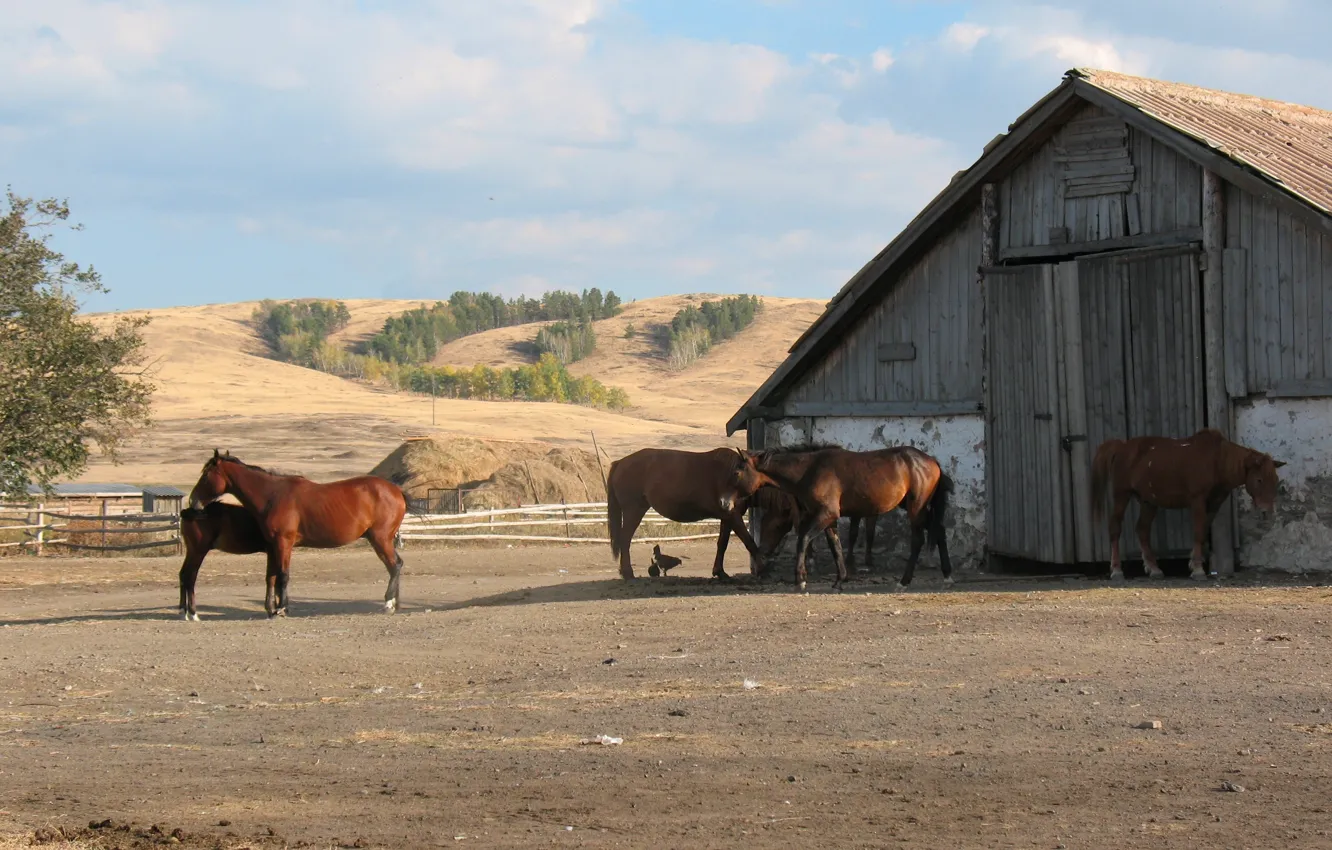 Фото обои конь, лошадь, ферма, табун, казахстан, Қазақстан, конюшня, Сельское хозяйство