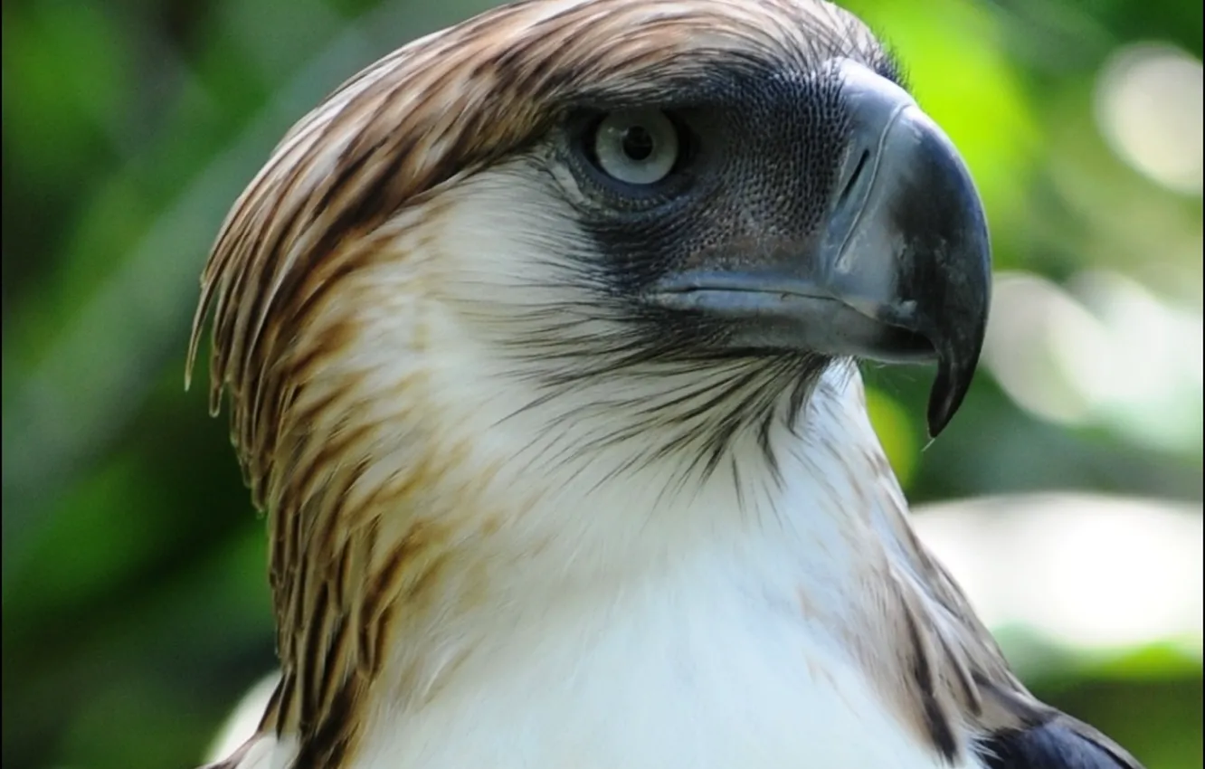 Фото обои bird, animal, philippine-eagle