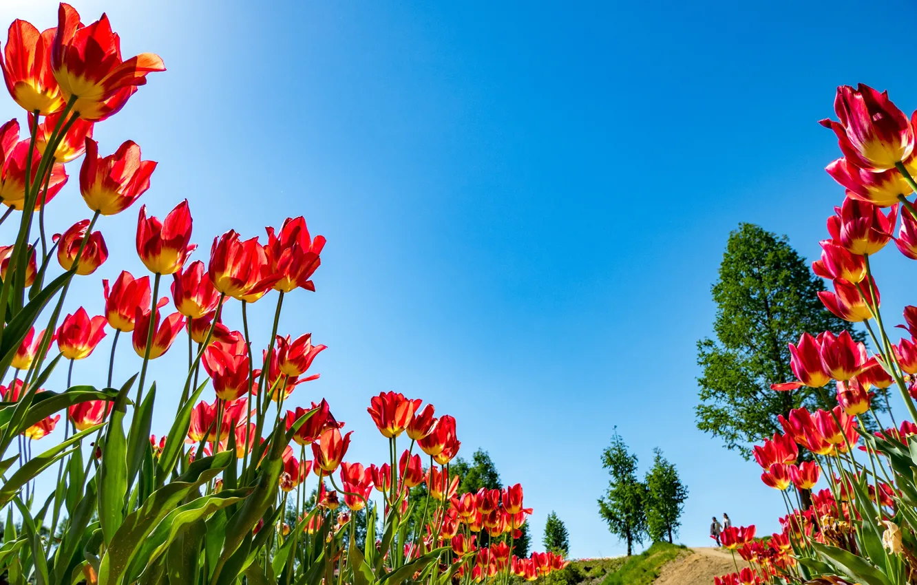 Фото обои небо, природа, весна, лепестки, тюльпаны