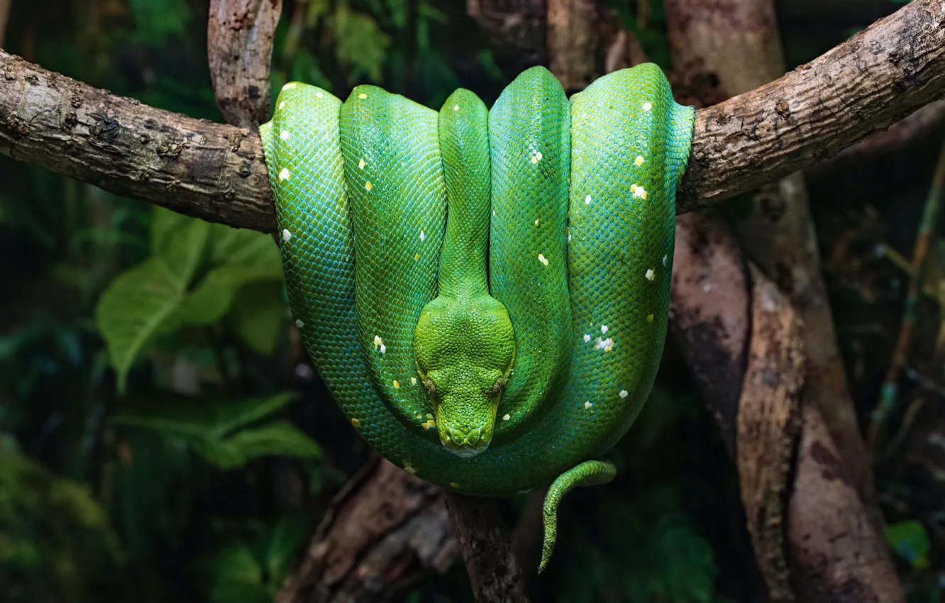 Фото обои зеленый, темный фон, змея, питон, рептилия