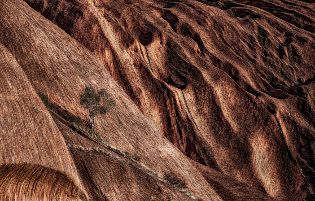 Фото обои дерево, скалы, текстура, Австралия, Uluru (Ayres Rock)