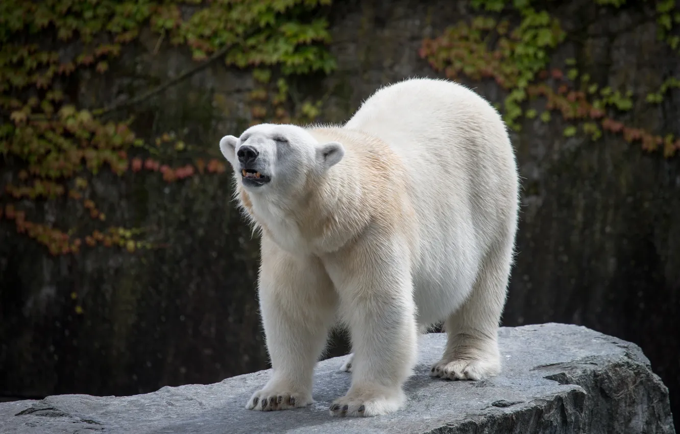 Фото обои камень, белый медведь, полярный