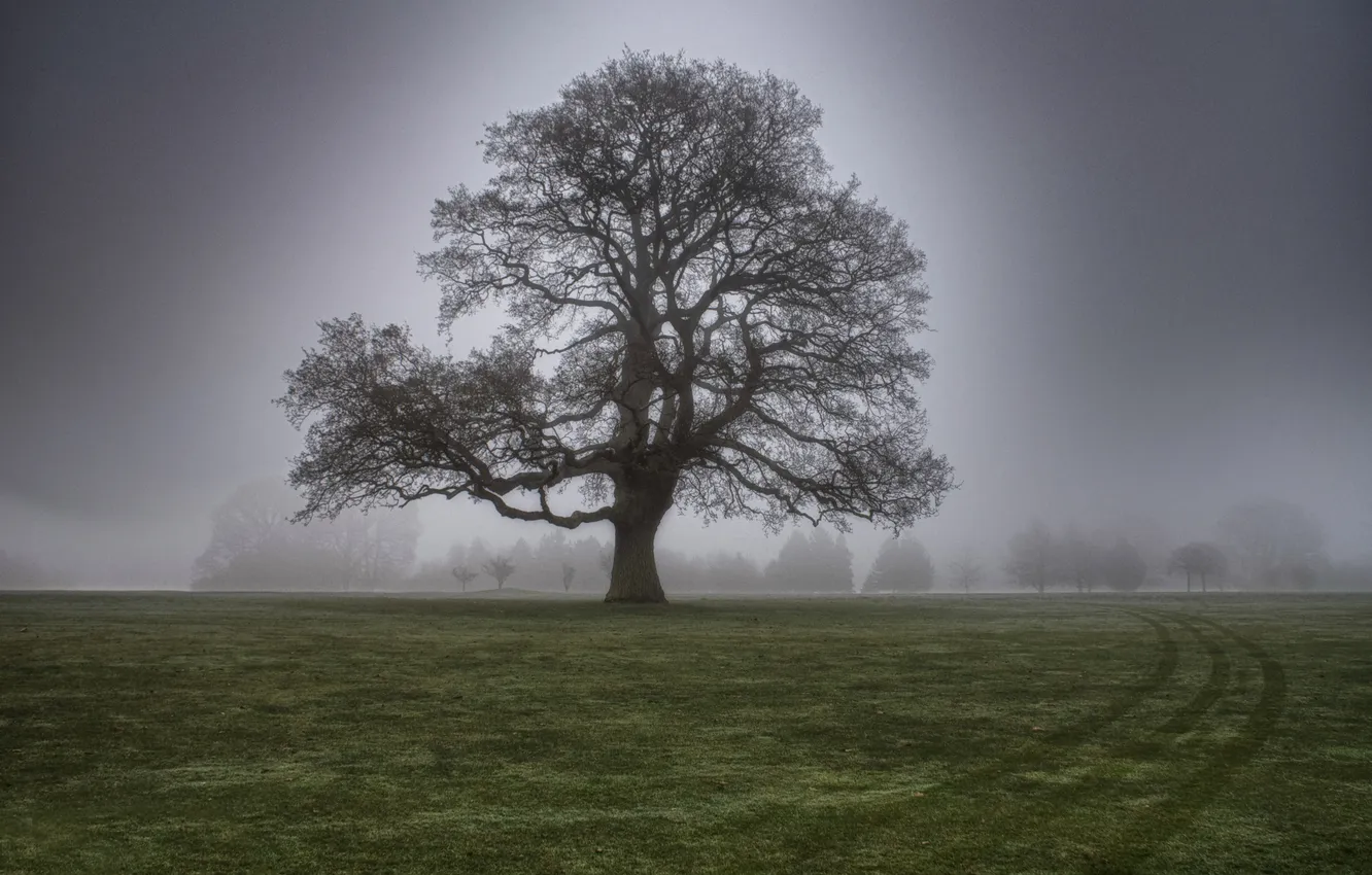 Фото обои трава, туман, дерево