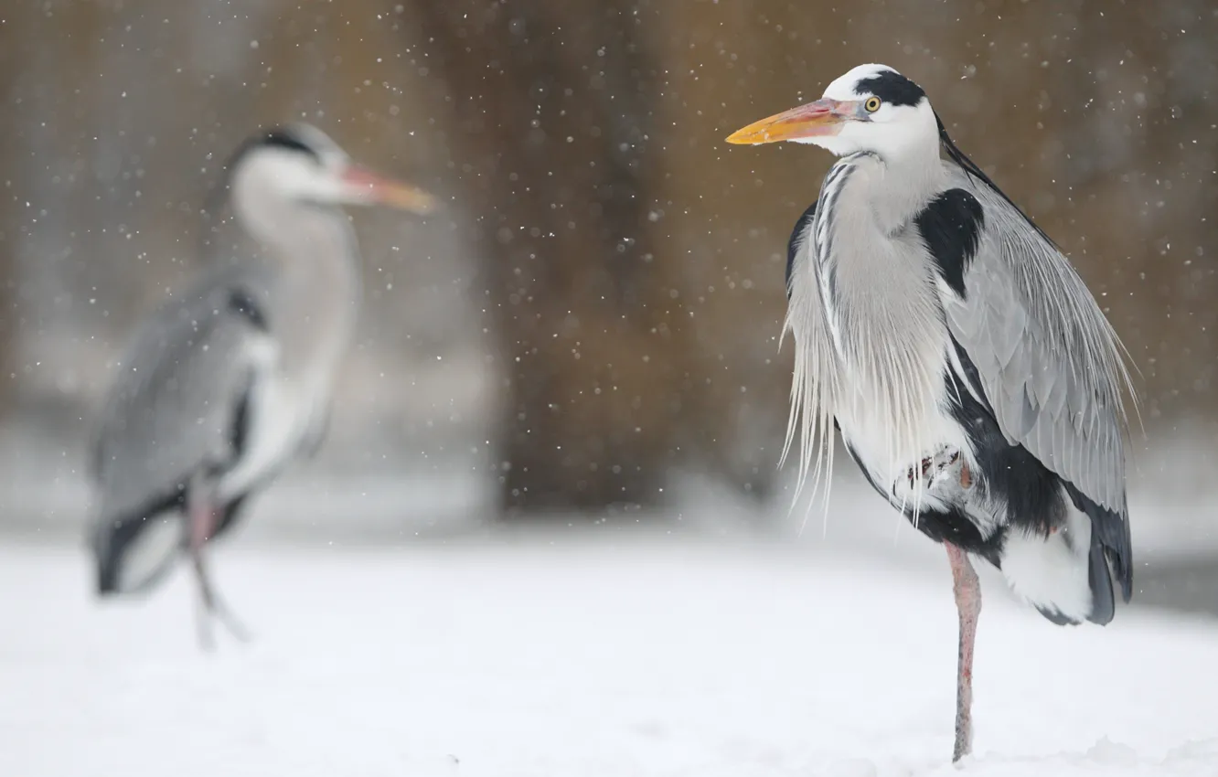 Фото обои зима, снег, птицы, цапля