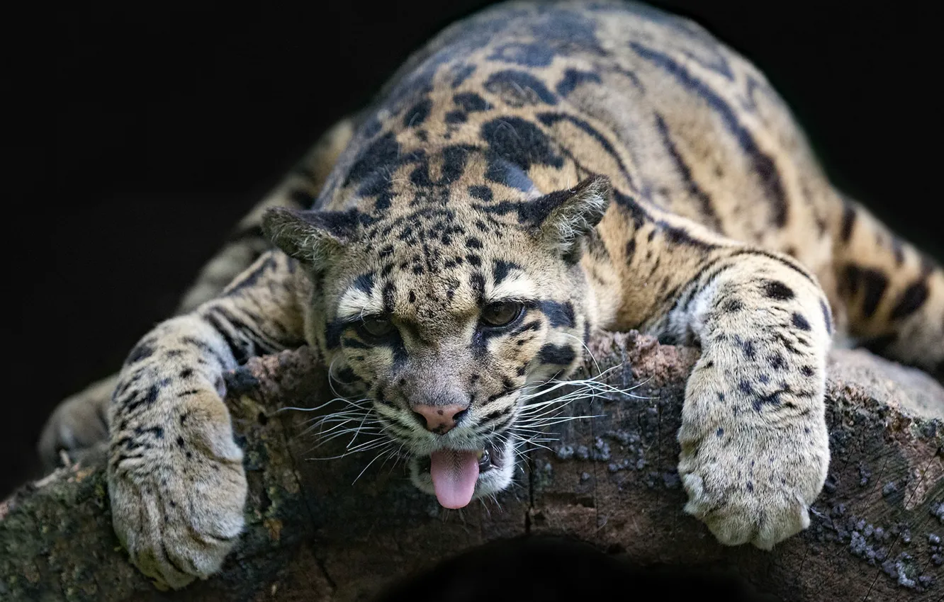 Фото обои язык, морда, релакс, лапы, дикая кошка, расслабон, Дымчатый леопард