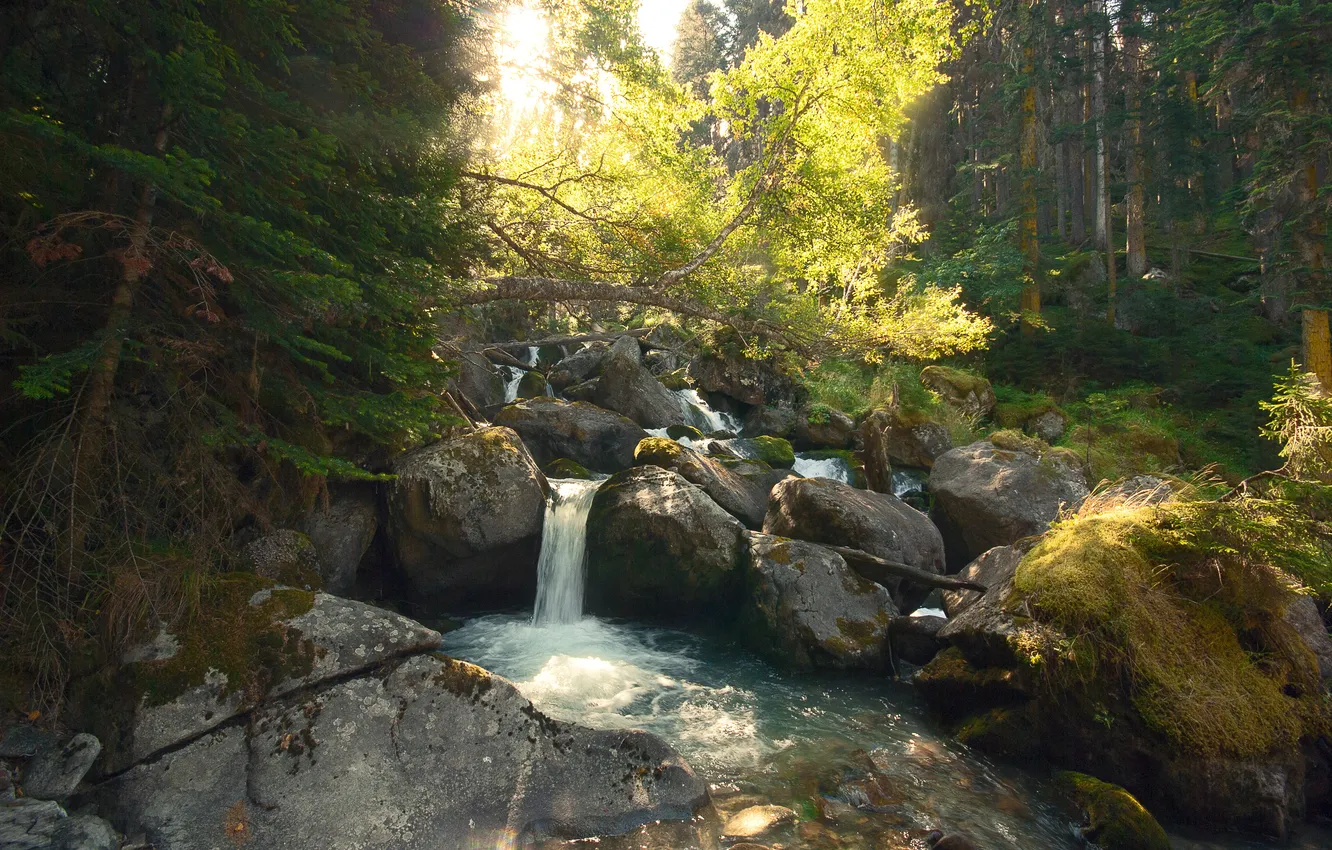 Фото обои forest, rocks, waterfall