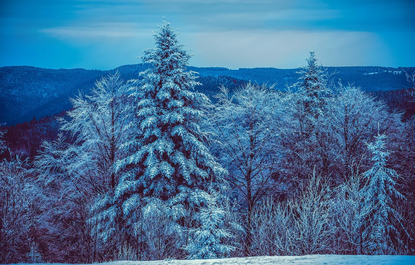 Фото обои зима, лес, снег, деревья, горы, елки, вечер, мороз