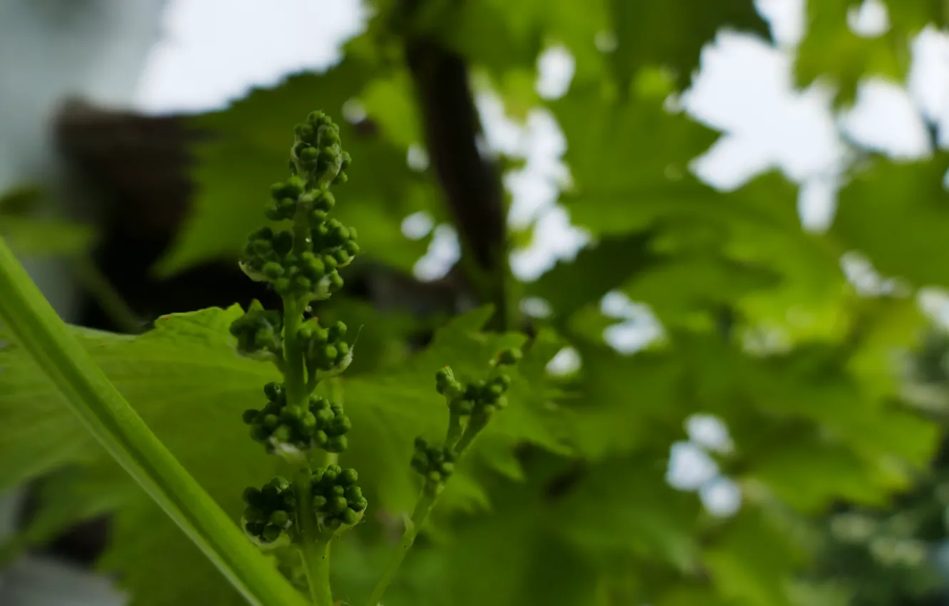 Фото обои макро, синий, природа, зеленый, виноград, молодой