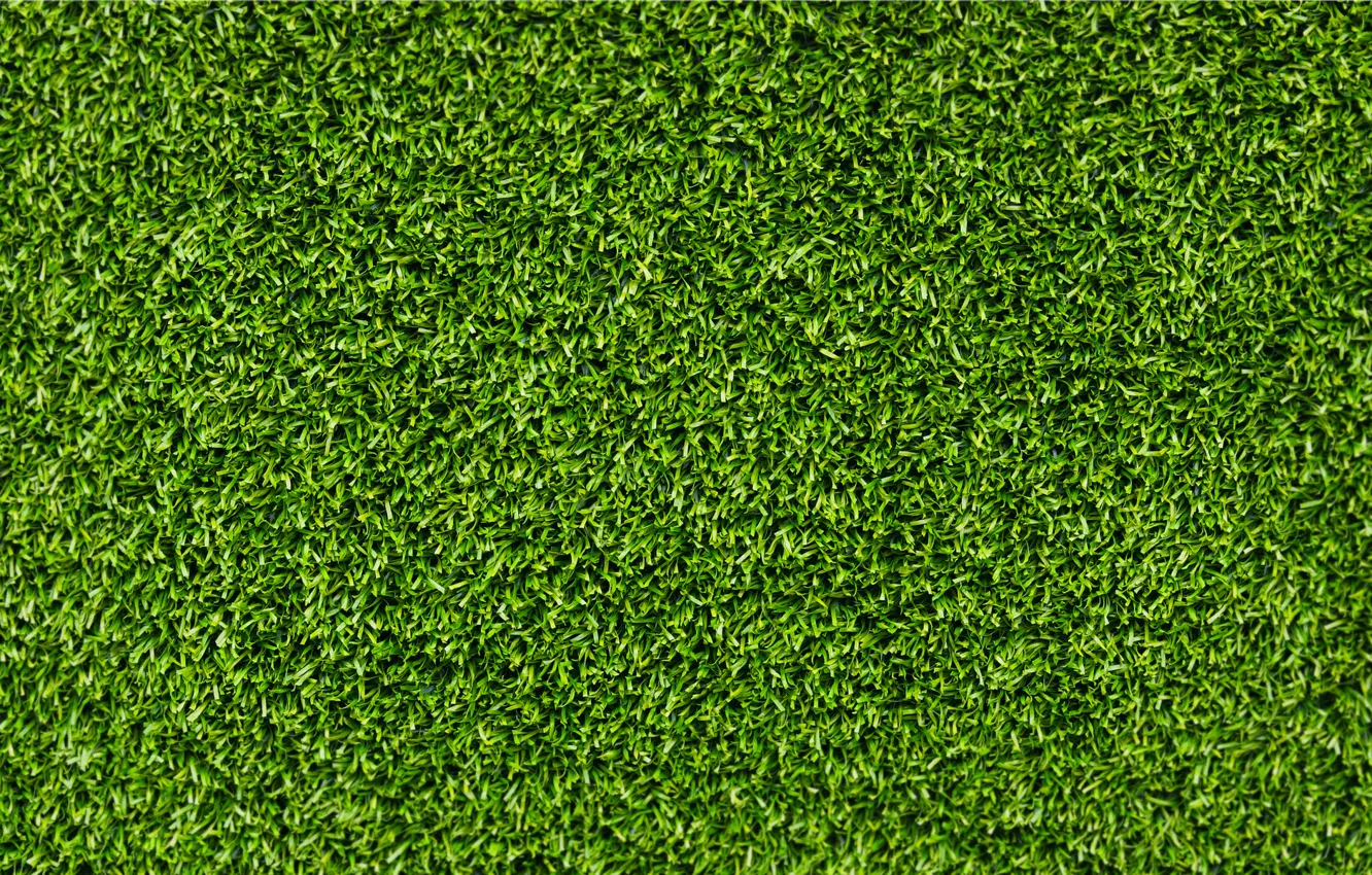 Фото обои лето, свежесть, трава зелень