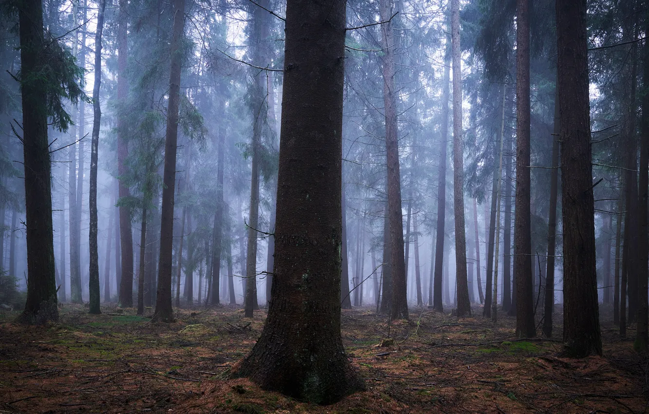 Фото обои лес, деревья, природа, туман, Германия, Germany, Alexander Schönberg, Sachsenwald
