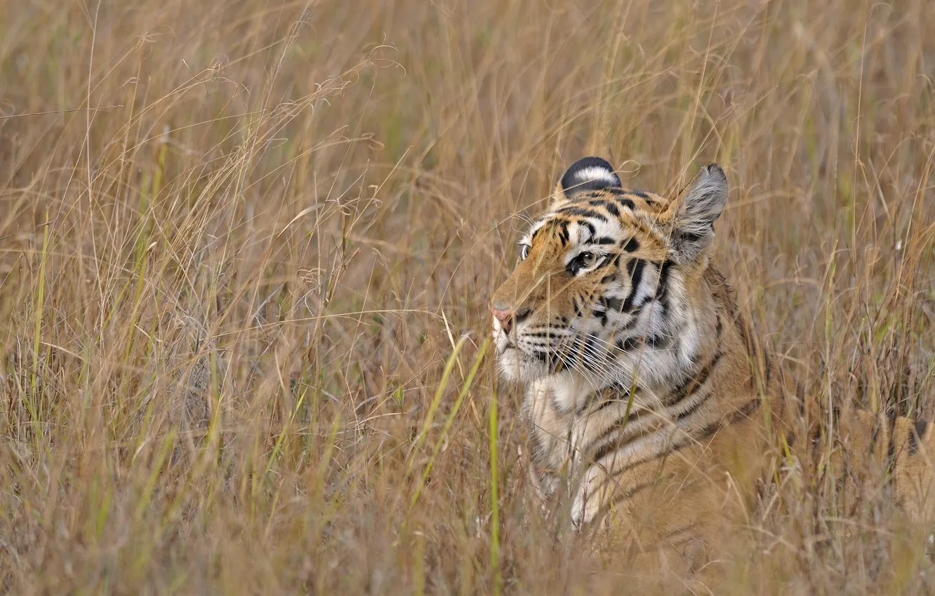 Фото обои трава, морда, профиль, маскировка, дикая кошка, бенгальский тигр