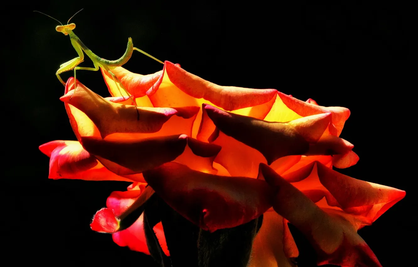 Фото обои rose, insect, praying mantis