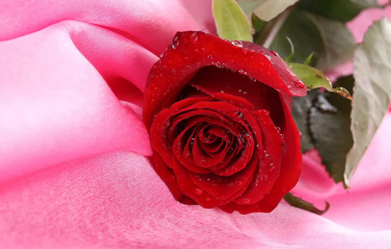 Фото обои фон, розовая, роза, ткань, красная