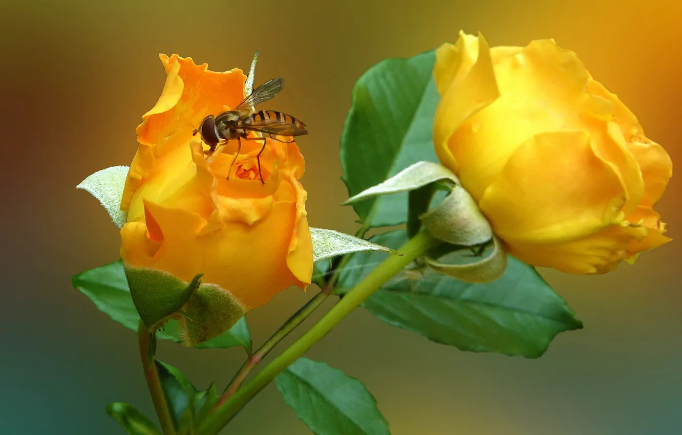 Фото обои цветок, муха, роза, лепестки, насекомое