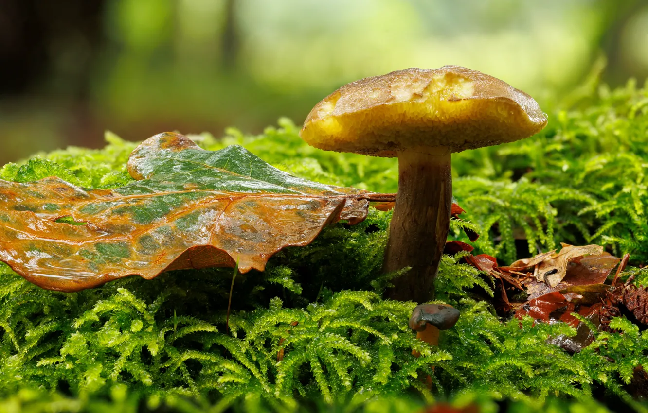 Фото обои зелень, осень, лес, гриб, листок, мох, боке