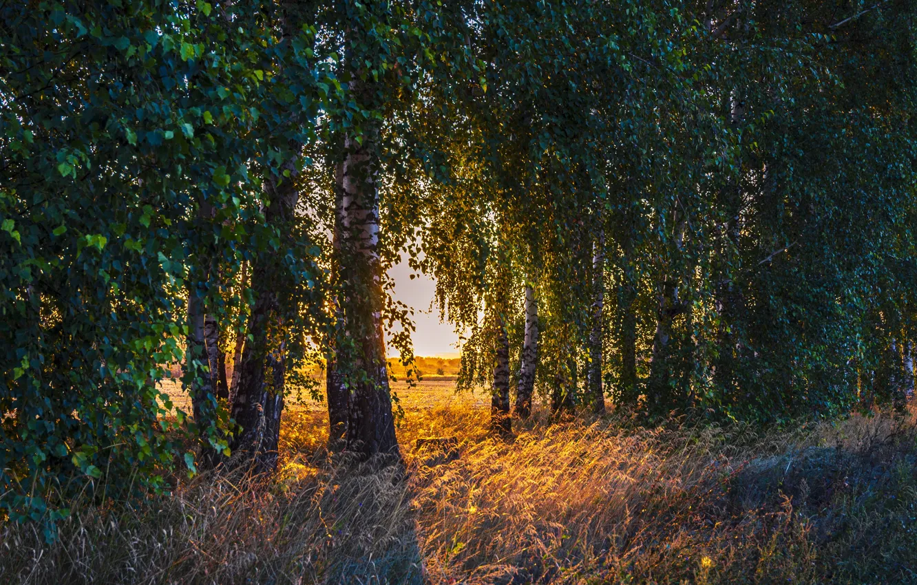 Фото обои осень, лес, берёзы
