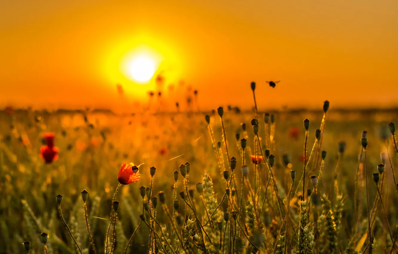 Фото обои поле, небо, трава, солнце, закат, цветы, луг