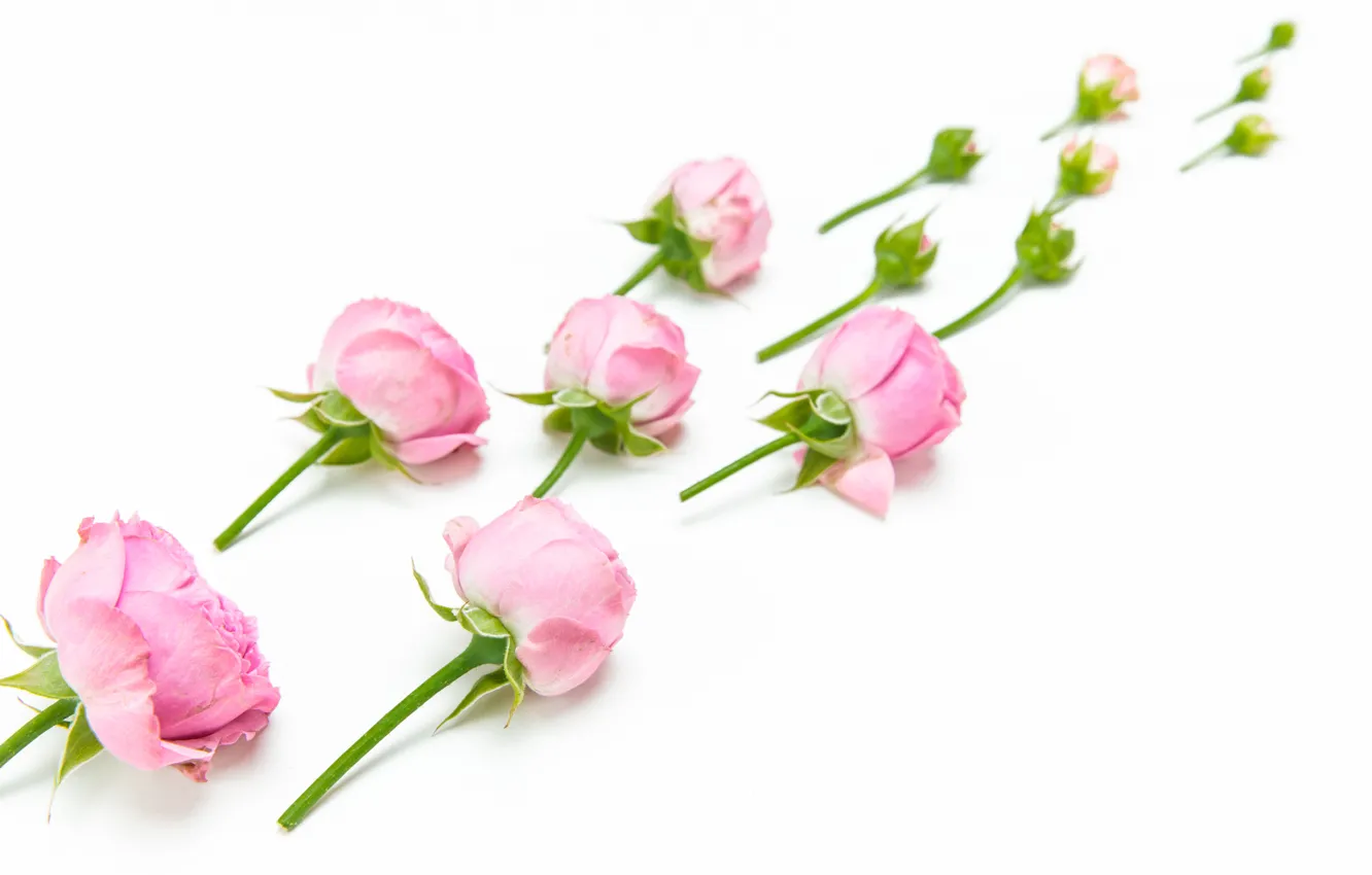 Фото обои цветы, фон, Роза, бутоны