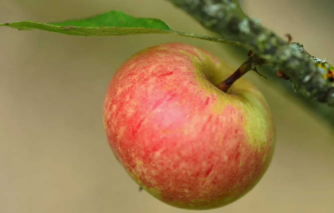 Фото обои макро, фон, яблоко, ветка, плод