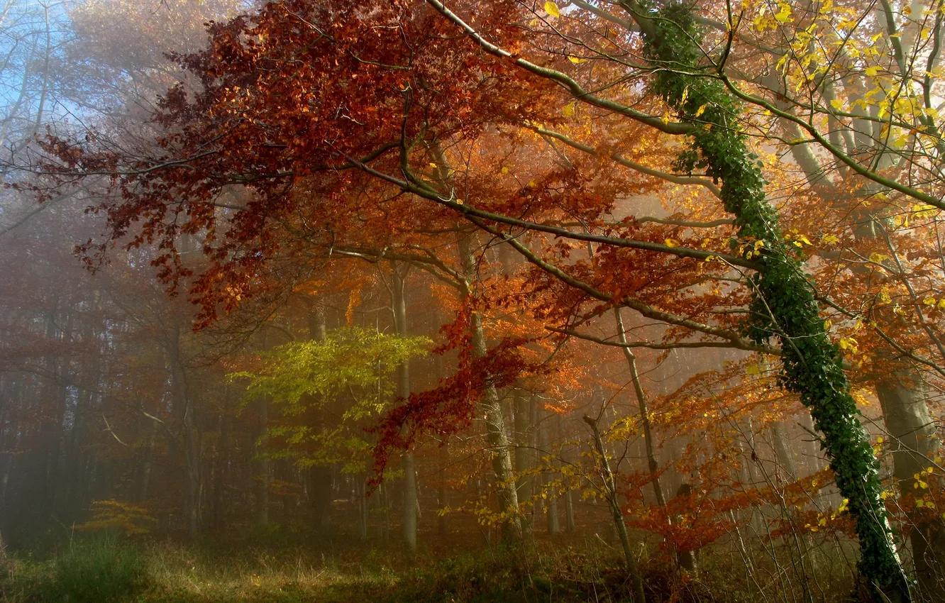 Фото обои осень, лес, листья, деревья, туман