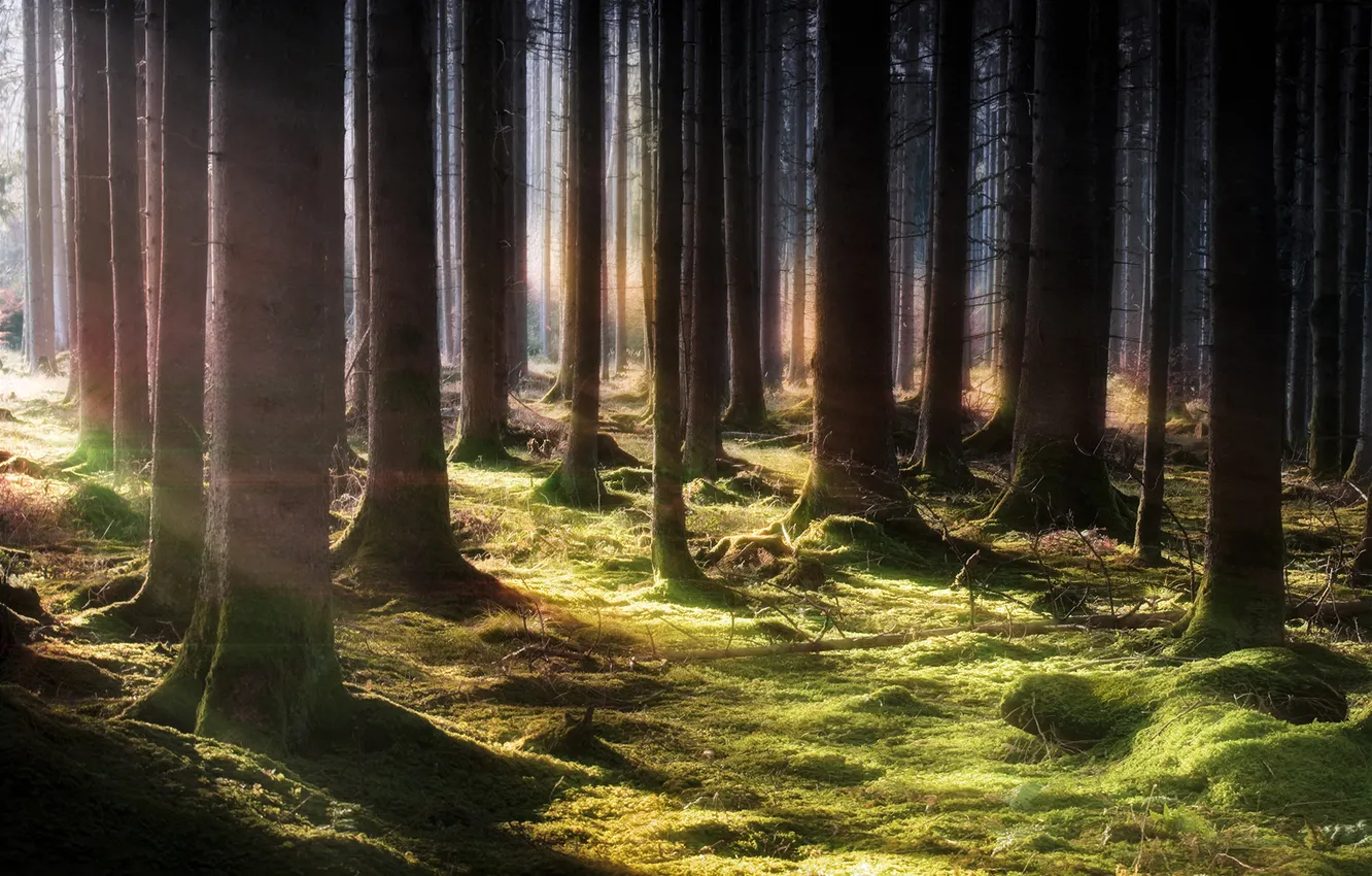 Фото обои лес, лучи, свет, природа, стволы, мох