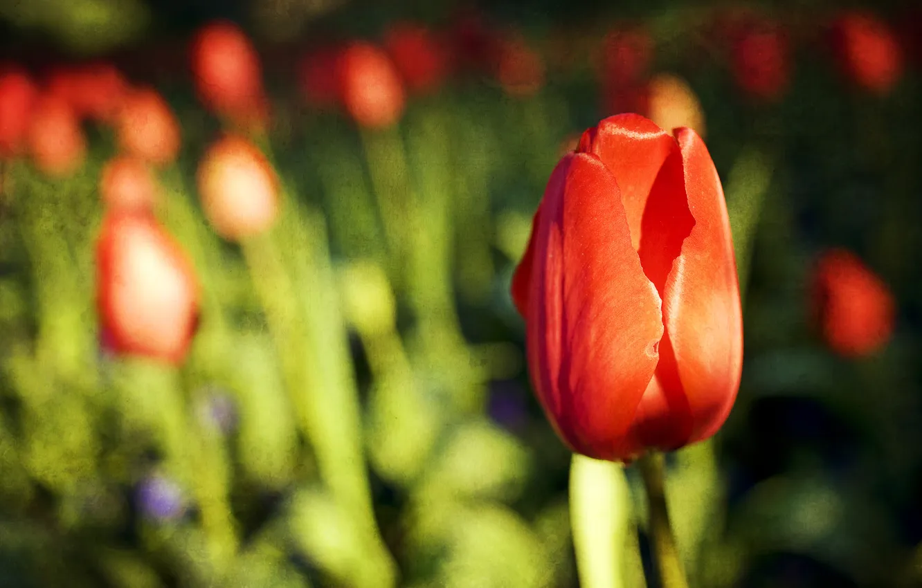 Фото обои поле, макро, тюльпаны