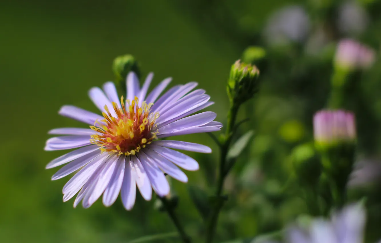 Фото обои flower, bloom, aster