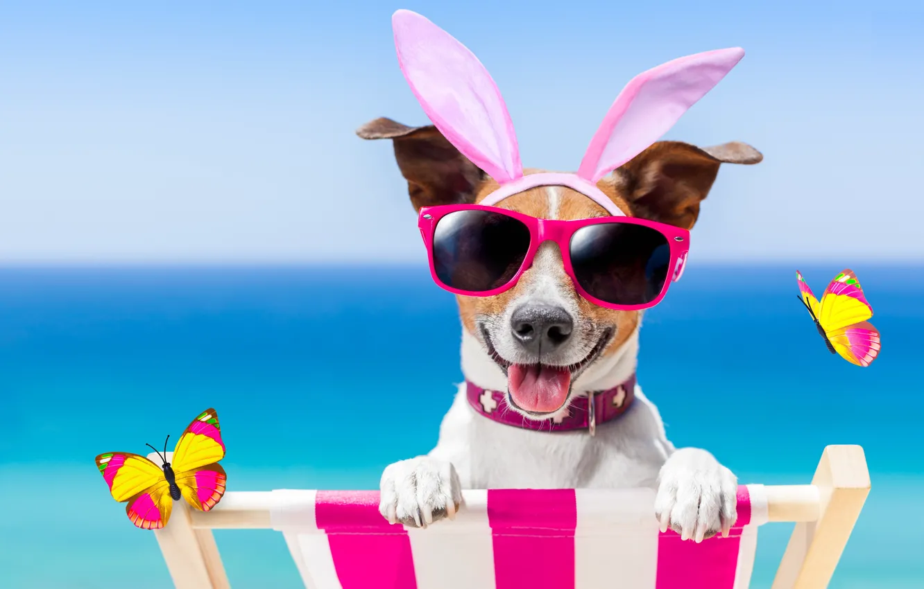Фото обои пляж, бабочки, собака, очки, happy, beach, dog, funny