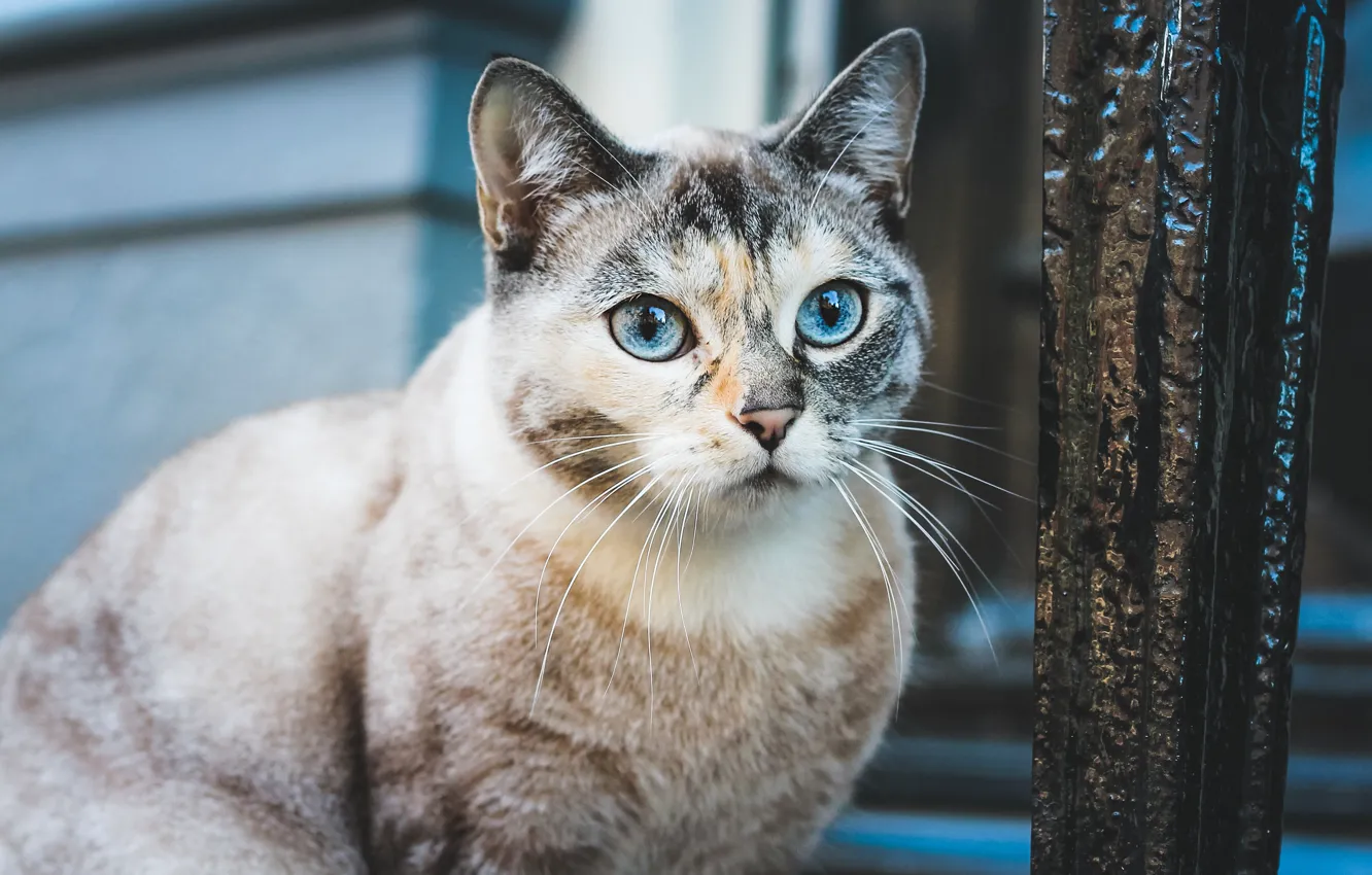 Фото обои кошка, кот, взгляд, морда, фон, стена, портрет, голубые глаза