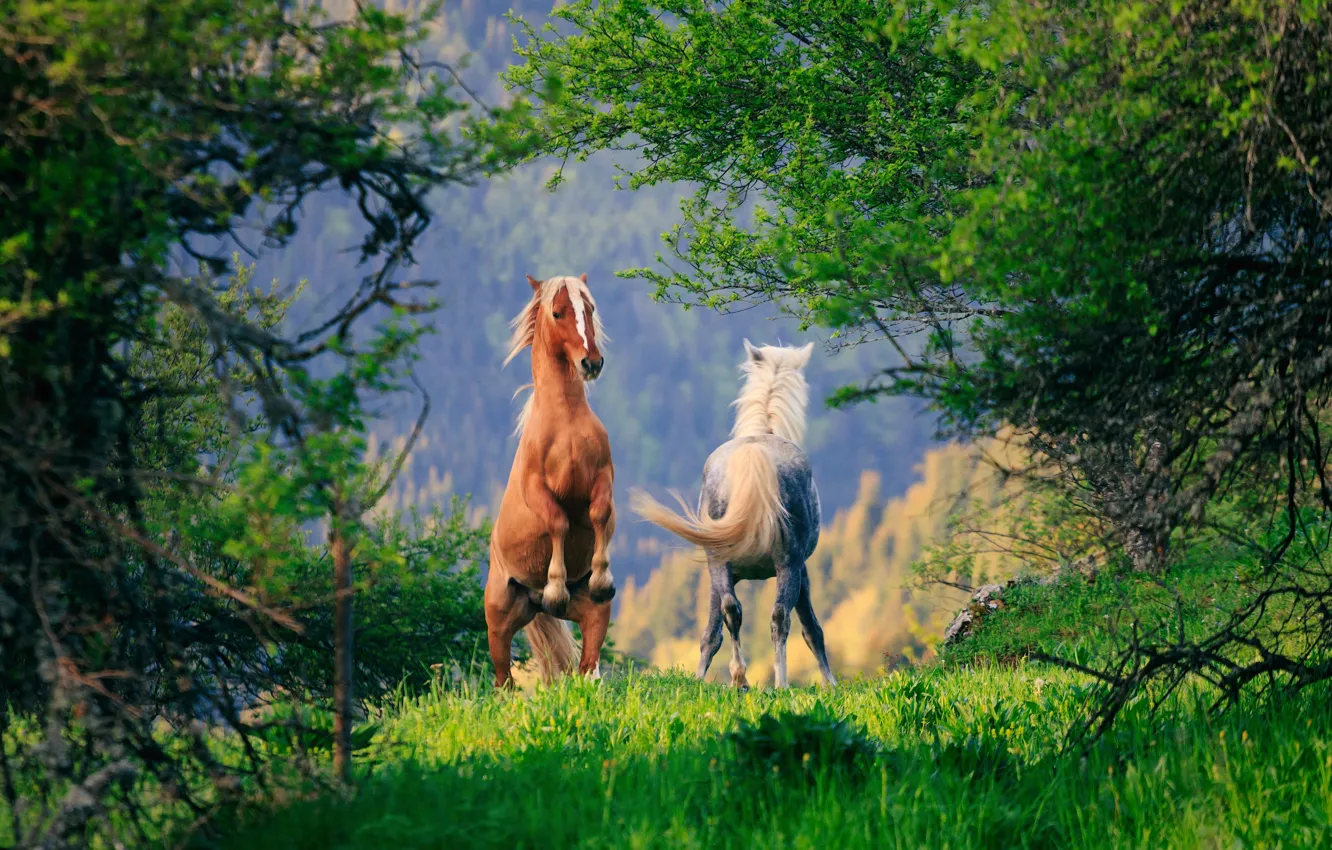 Фото обои деревья, конь, лошадь, пара