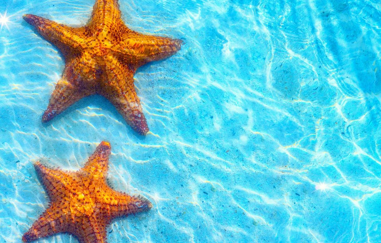 Фото обои море, морские звезды, голубая водичка