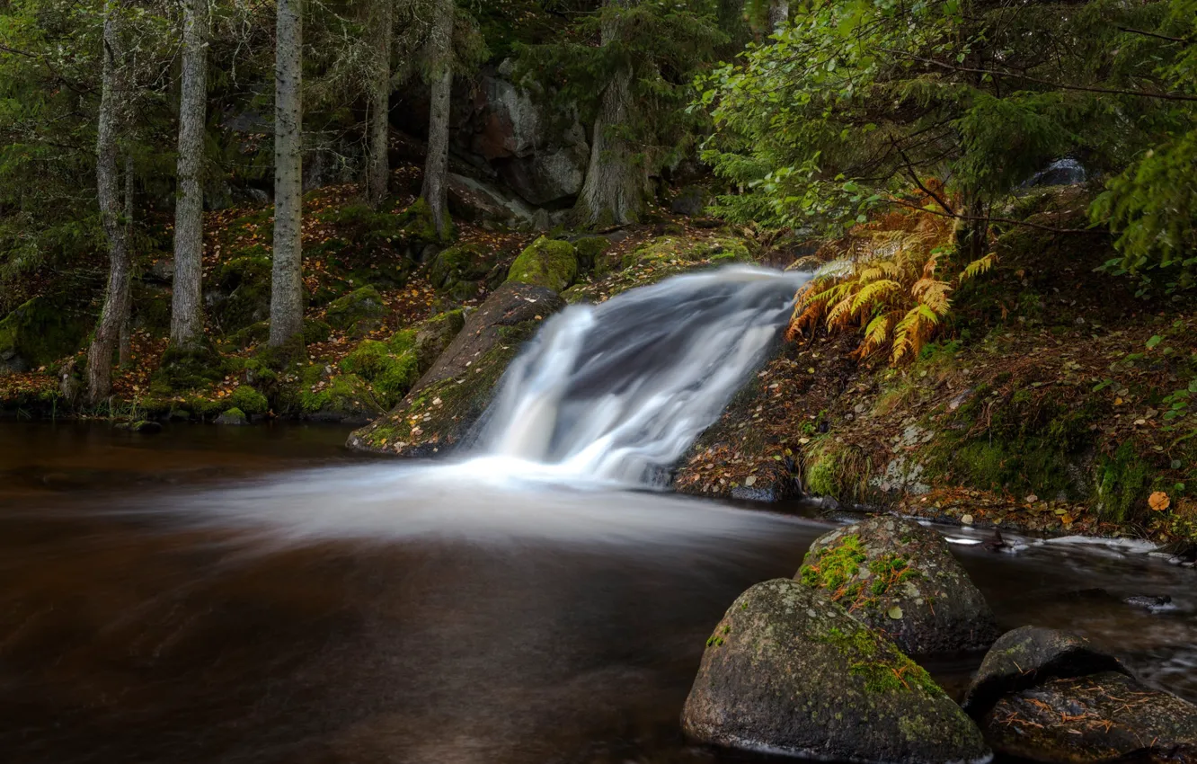 Фото обои осень, лес, камни, водопад, Швеция, Sweden, Habo, Rävafallet