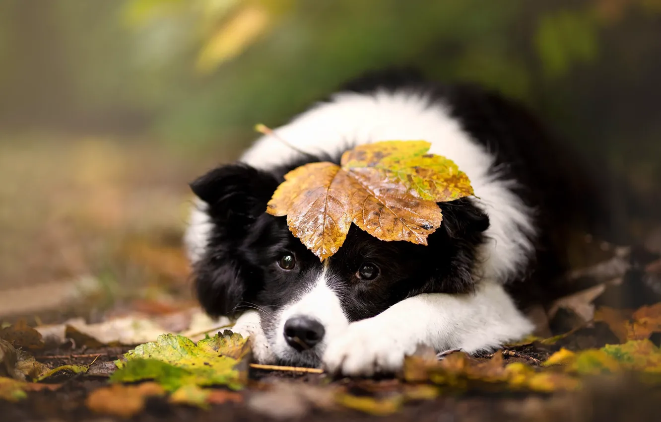 Фото обои грусть, осень, взгляд, природа, листва, черно-белая, собака, лежит