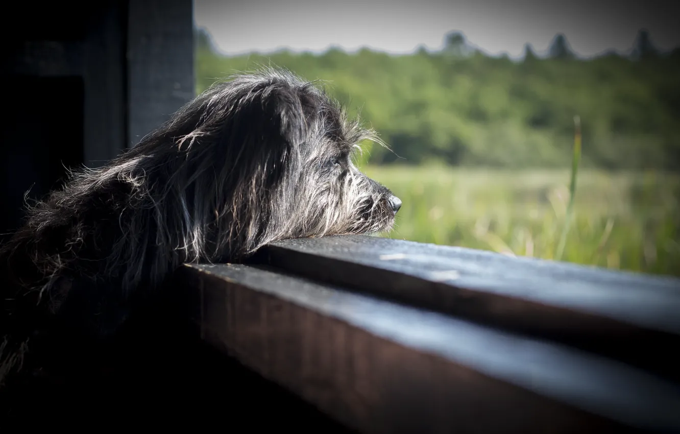 Фото обои собака, профиль, смотрит, грустит