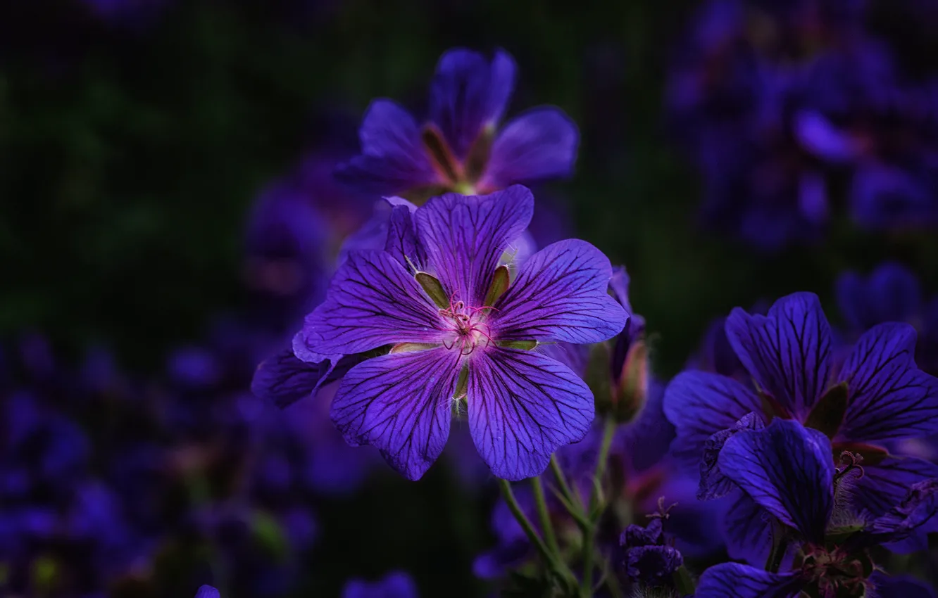 Фото обои цветок, фиолетовый, боке