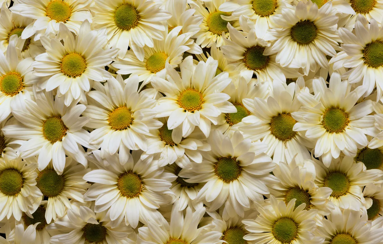 Фото обои цветы, желтые, белые