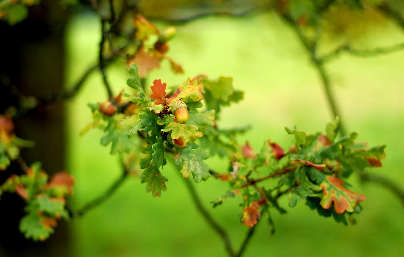 Фото обои осень, листья, веточка, желудь, боке, дуб
