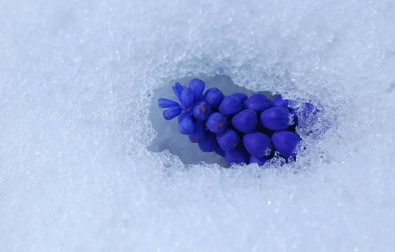 Фото обои снег, в снегу, синие, Мускари