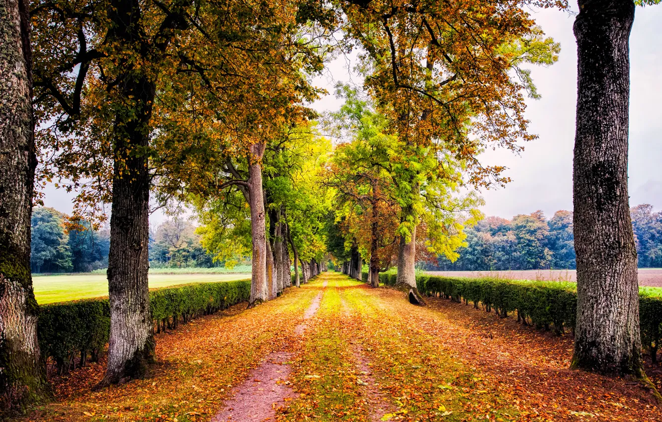 Фото обои осень, деревья, природа, парк, листва, Дорога, аллея, кусты