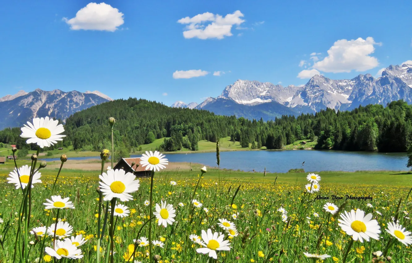 Фото обои трава, пейзаж, цветы, горы, природа, озеро, холмы, ромашки
